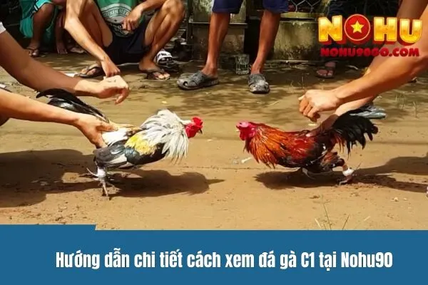 Hướng dẫn chi tiết cách xem trực tiếp đá gà C1 tại Nohu90